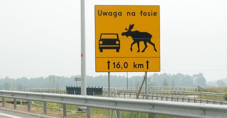 Mrągowo. Śmiertelny wypadek na DK16. Samochód zderzył się z łosiem