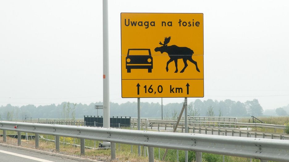 Mrągowo. Na DK16 samochód zderzył się z łosiem
