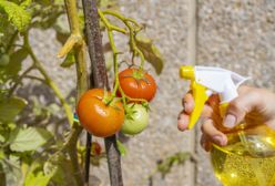 Domowe opryski na pomidory. Zneutralizują popularną chorobę