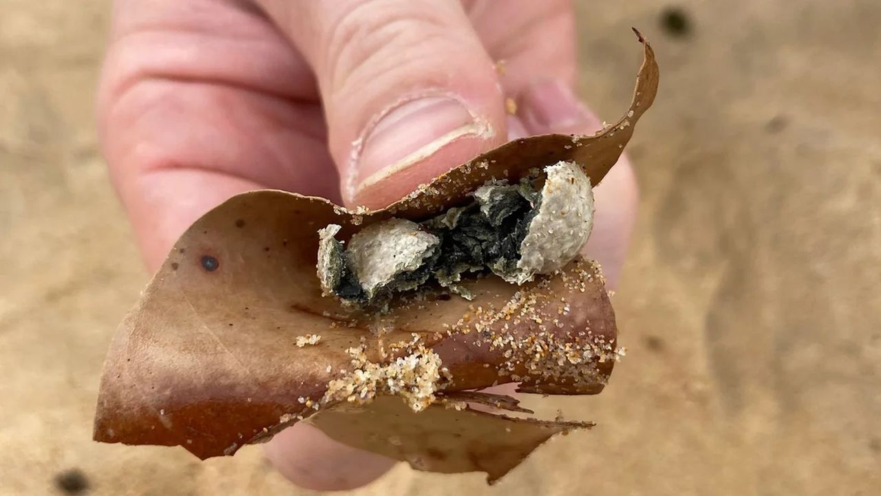 Nine Sydney beaches closed as mysterious objects wash ashore