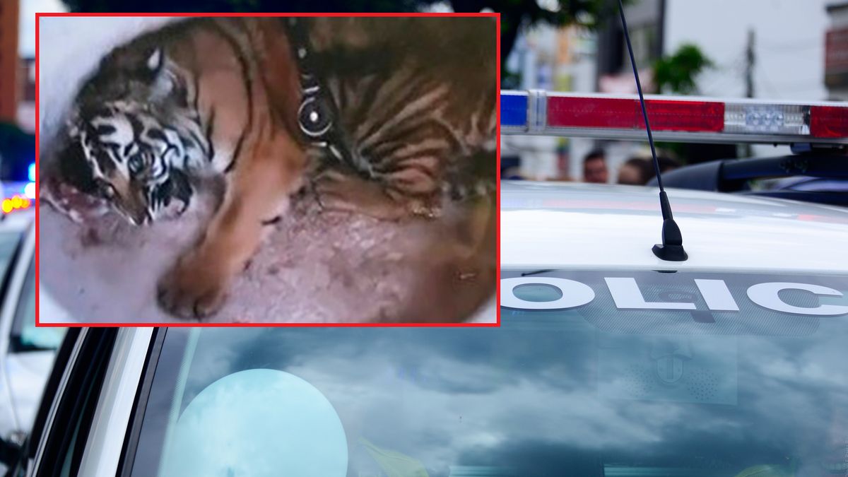 Tygrys prawdopodobnie był traktowany jak domowe zwierzę.