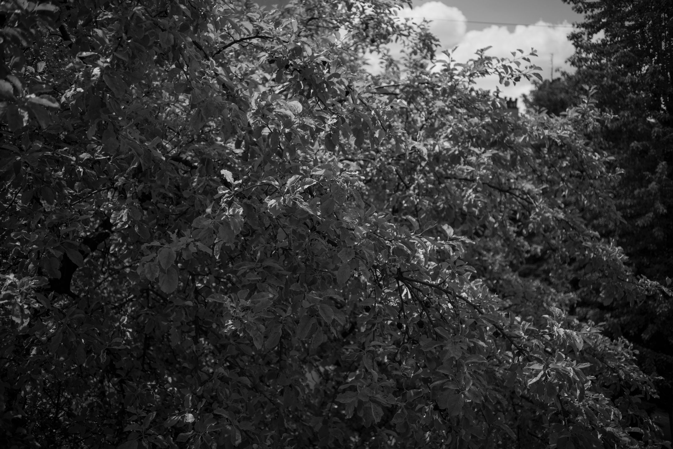 Voigtländer 40 mm F 2,8 Heliar - zadziwiający obiektyw! 23
