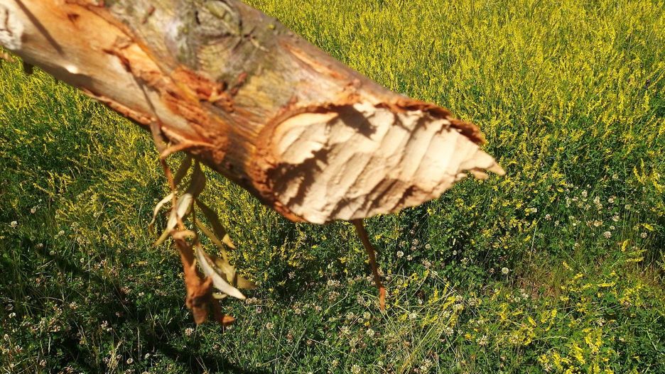 Zbliżenie rzazu wskazuje, że konar wierzb przecięły bobry. Są widoczne ślady zębów.