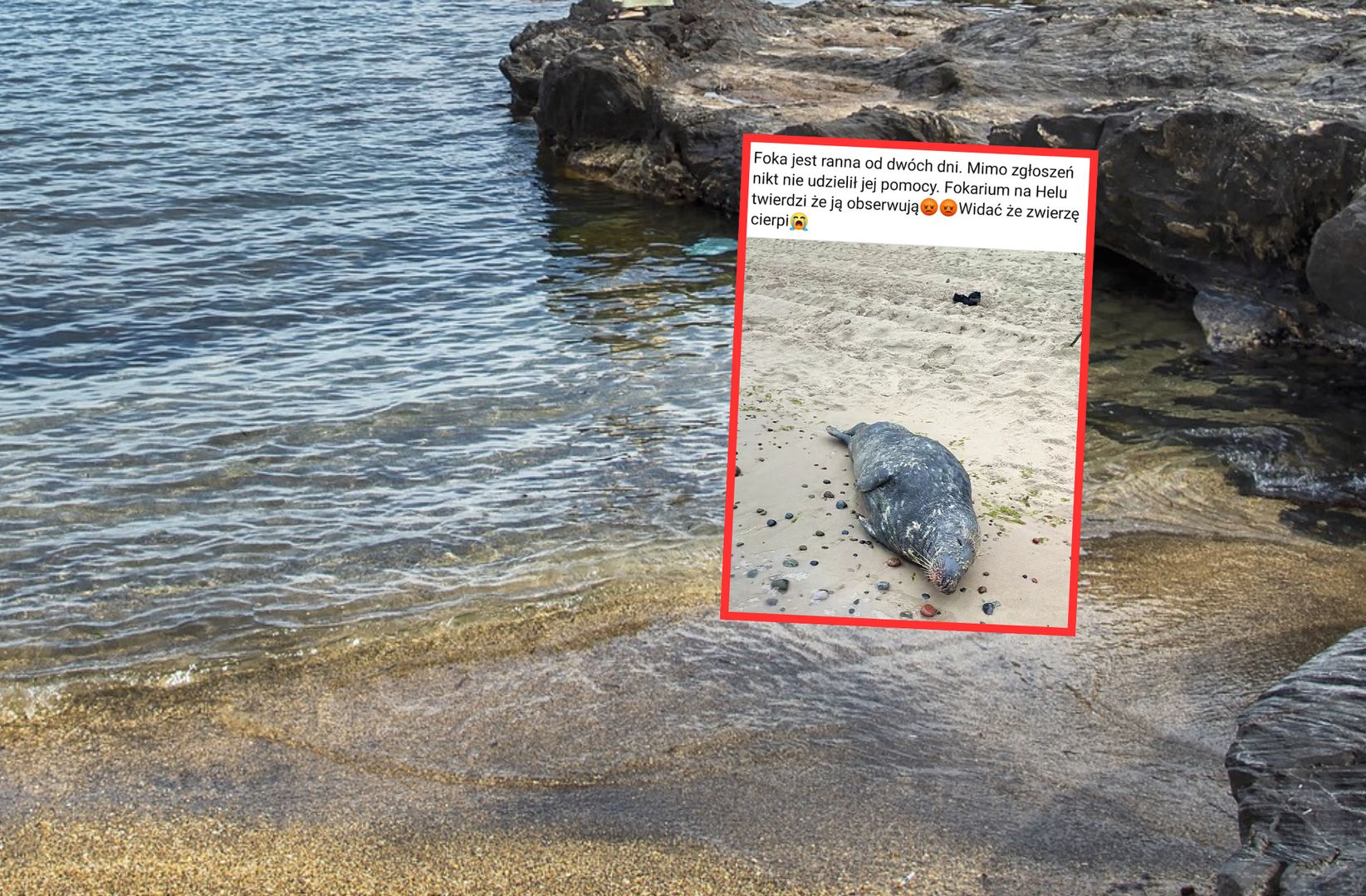 Foka leżała na plaży, była pod opieką specjalistów. Pewna aktywistka stwierdziła, że "zwierzę cierpi" 