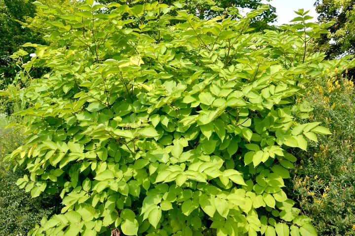 Aralia to roślina, która stanowi cenny surowiec leczniczy