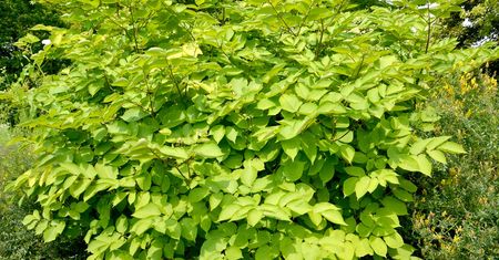 Aralia – właściwości, działanie, stosowanie, gdzie kupić