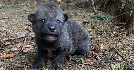 Myśleli, że to pies. Prawda okazała się inna