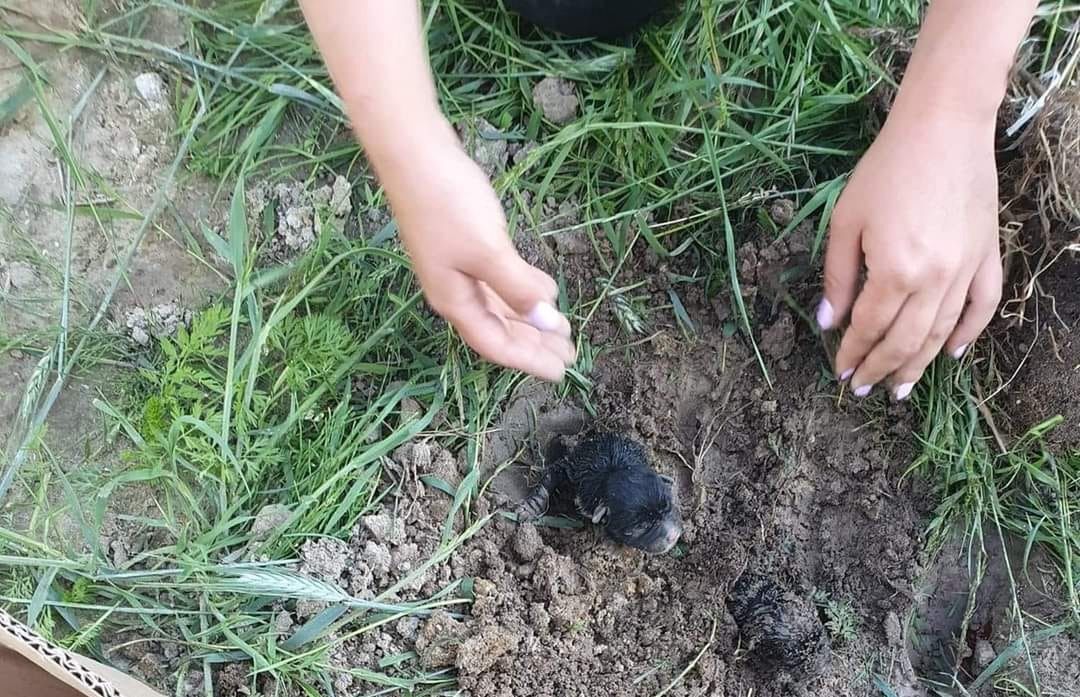 polska, wielkopolska, zwierzęta Trzy szczeniaki zakopane żywcem. Stowarzyszenie poszukuje zwyrodnialca