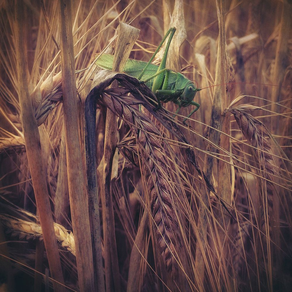 Fotografowanie telefonem może być sztuką – poznajcie zwycięzców Mobile Photography Awards 2015 17