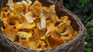 Radomsk: Bezpieczne grzybobranie. Podstawowe informacje dla grzybiarzy przypomina Powiatowa Stacja Sanitarno-Epidemiologiczna