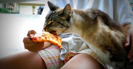 Koci smakosz pizzy. Lubi nawet brzegi