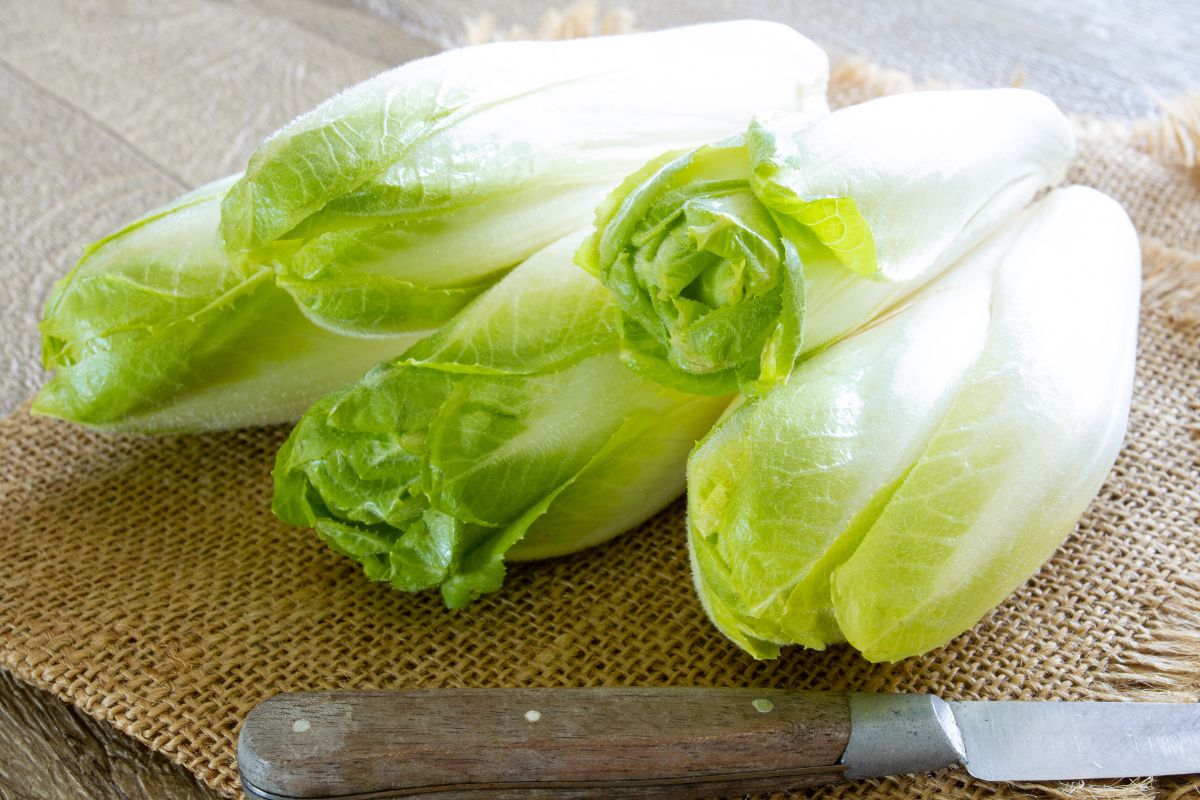 There are many varieties of chicory.