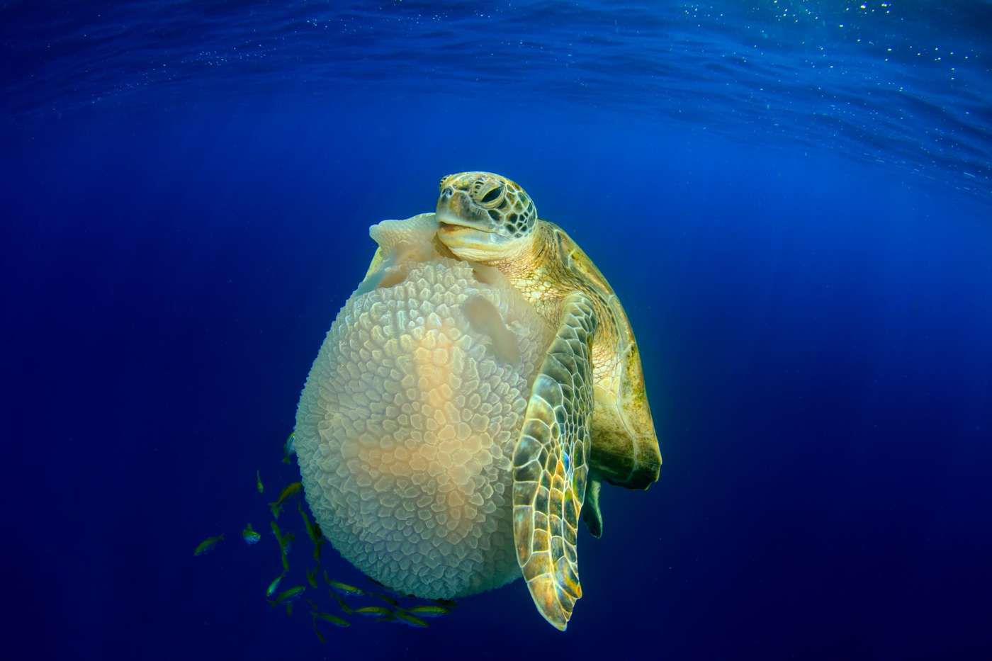 Natura z perspektywy, której sam nie zobaczysz. Oto najlepsze fotografie świata wykonane pod wodą 6