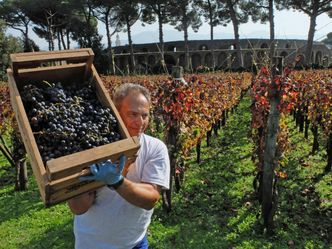 Gospodarka Włoch. Wyprodukują więcej wina, niż Francja
