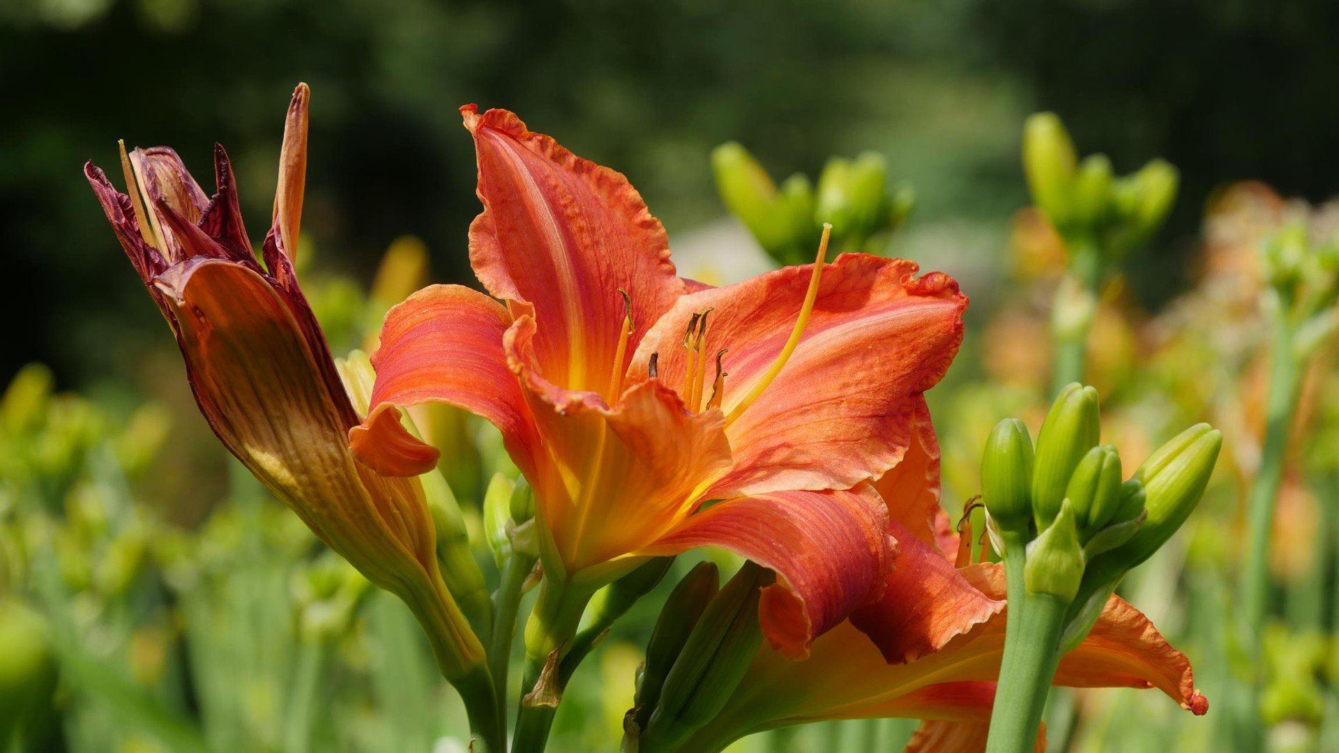 Festiwal Liliowców w Arboretum Wojsławice