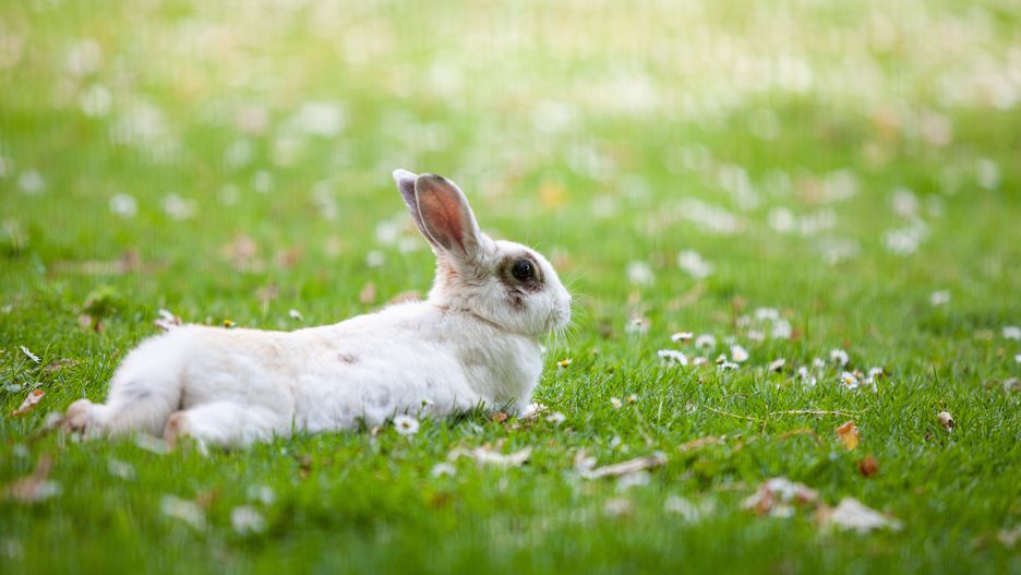 królik, puchaty, króliczek, zwierzak, wielkanoc, futerko, ssak, domowy, pluszak, przytulak, dzika natura, drobny, lovable, adorable, cute, sweet, dear, delightful, lovely, trawa, trawnik, charming, easter