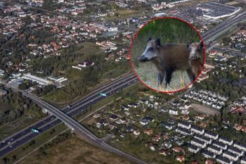 Dziki wbiegły na S2. Chwilę później doszło do karambolu