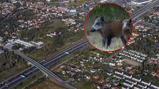 Dziki wbiegły na S2. Chwilę później doszło do karambolu