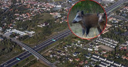 Dziki wbiegły na S2. Chwilę później doszło do karambolu