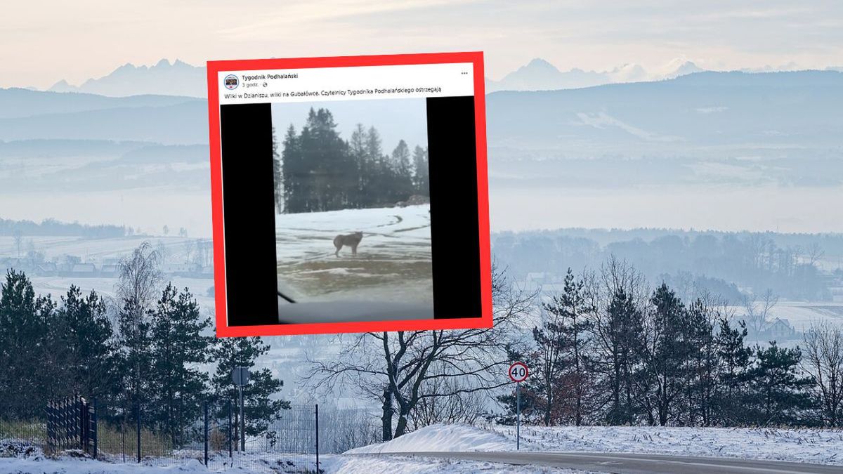 Wilki widziane przez turystów