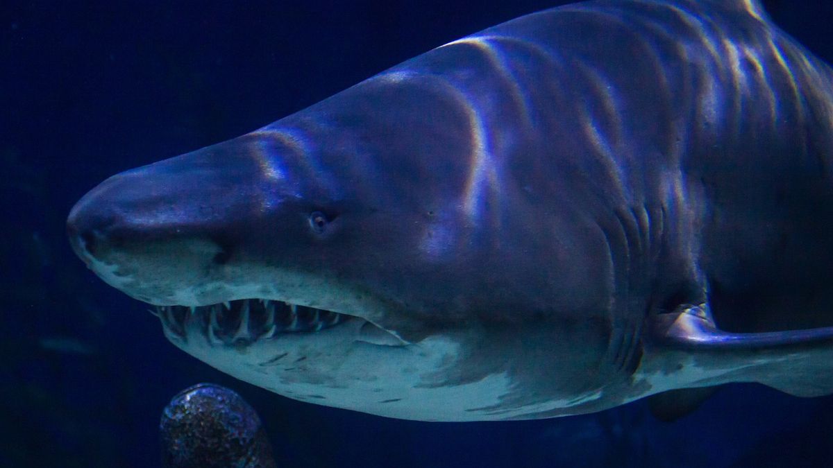 Żarłacz biały - legenda wśród rekinów