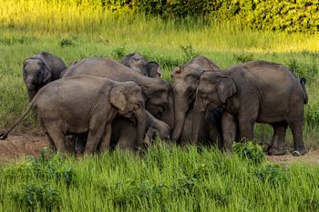 Tragedia w Tajlandii. Słoń zabił turystę