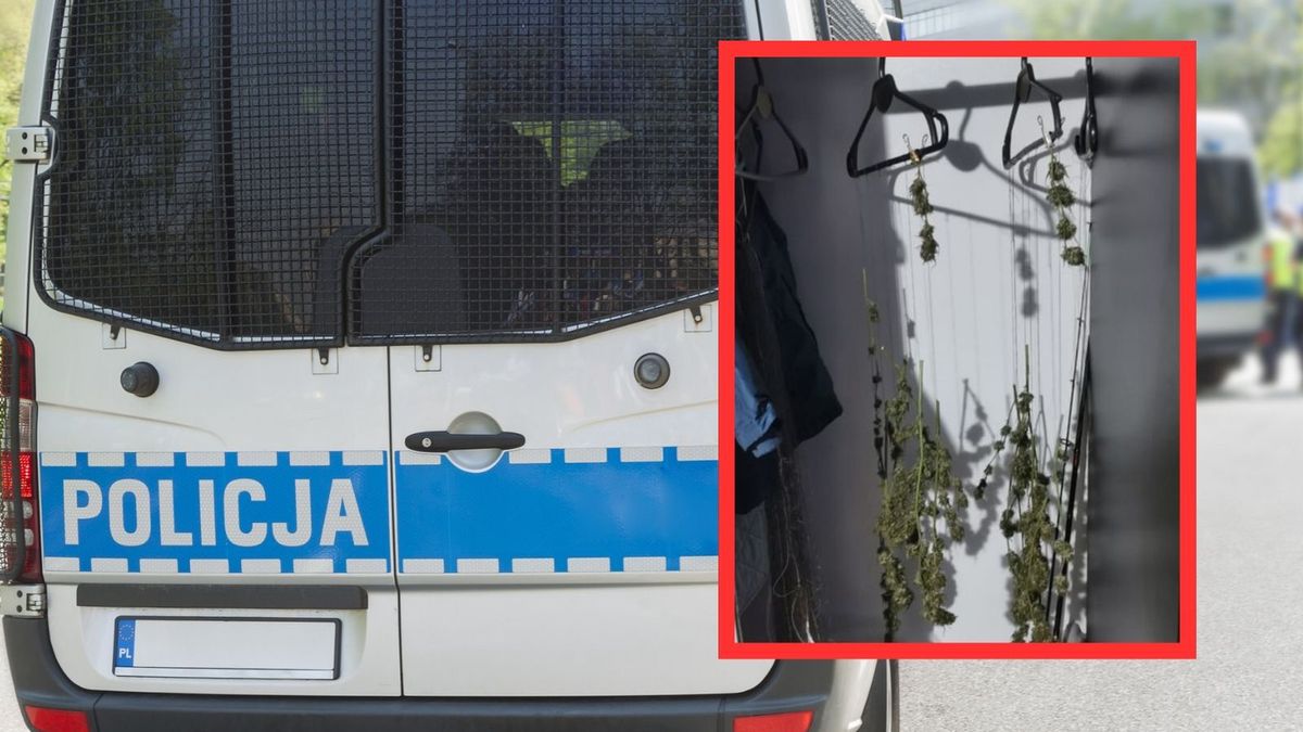 Trzymał marihuanę w szafie
