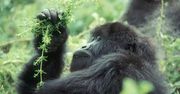 Zwyczaje lecznicze goryli z Gabonu. Zwierzęta pokazują nam, czym się leczyć