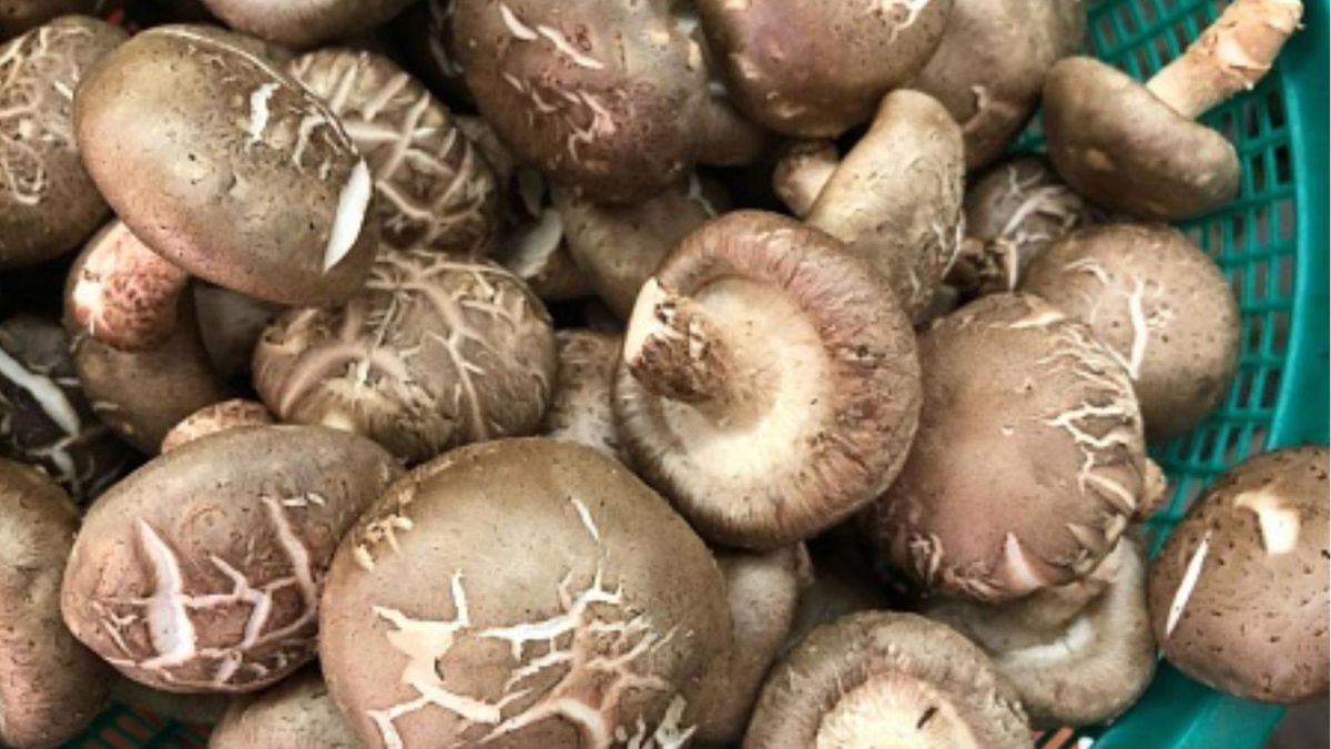 Uważa się, że niektóre związki chemiczne w grzybach mogą wzmacniać układ odpornościowy