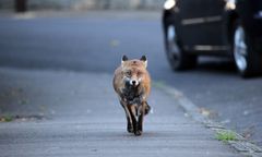 Lis przegryzł kabel we Włoszech. Pięć tys. ludzi bez internetu