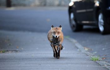Lis przegryzł kabel we Włoszech. Pięć tys. ludzi bez internetu