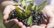 Przeszkadza ci gorycz w aronii, a chcesz zrobić przetwory? Najszybszy sposób, by się jej pozbyć