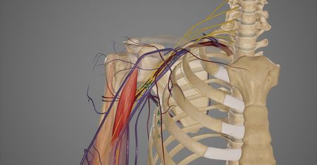 Splot ramienny – anatomia, funkcje i patologie