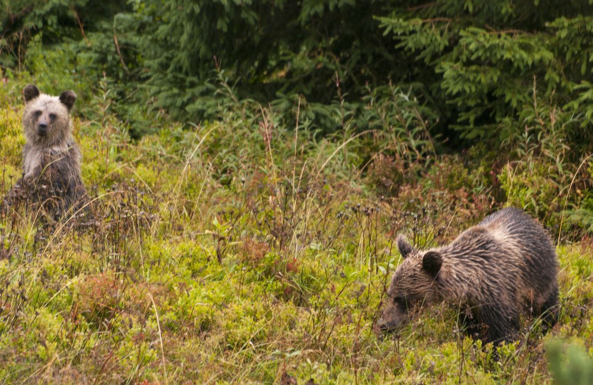 Niedźwiedzie w Tatrach budzą się na wiosnę