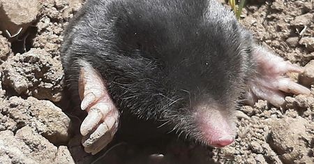 Żyły pod ziemią 3 mln lat. Naukowcy odkryli je dopiero teraz