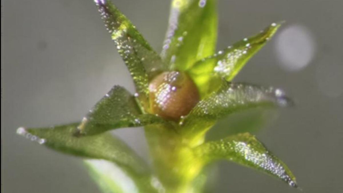 Mech wysłany w kosmos