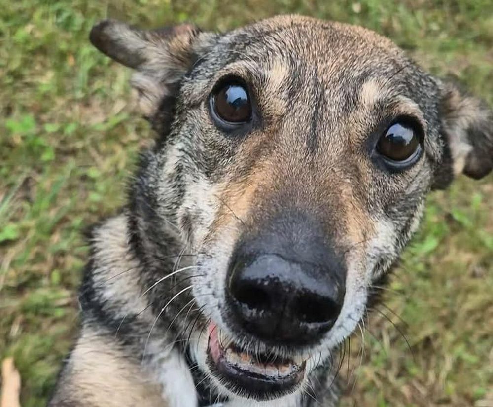 Lublin: Dzień Otwarty w schronisku – wspólne świętowanie Światowego Dnia Zwierząt