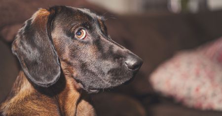 Pies chodzi za tobą krok w krok? Ekspertka ostrzega