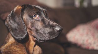 Pies chodzi za tobą krok w krok? Ekspertka ostrzega