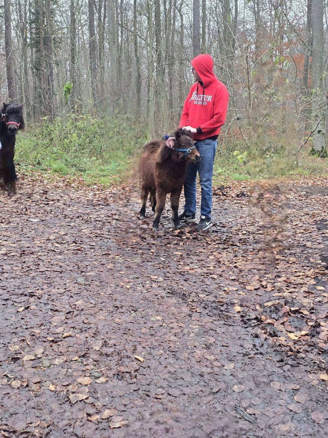 Spacer dwóch kucyków na ul. Morskiej w Koszalinie