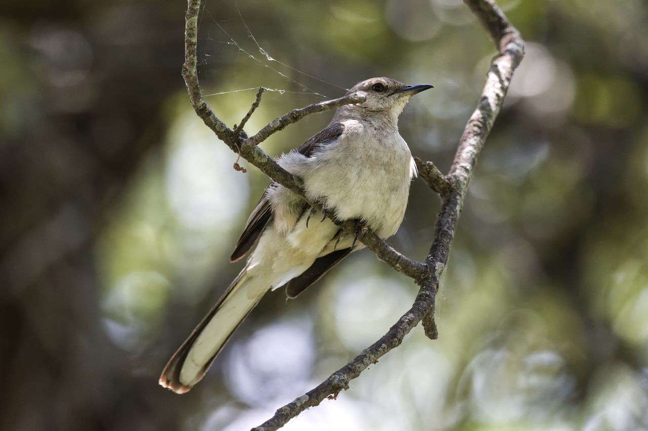 Gartenspottdrossel in Deutschland: Ornithologische Sensation