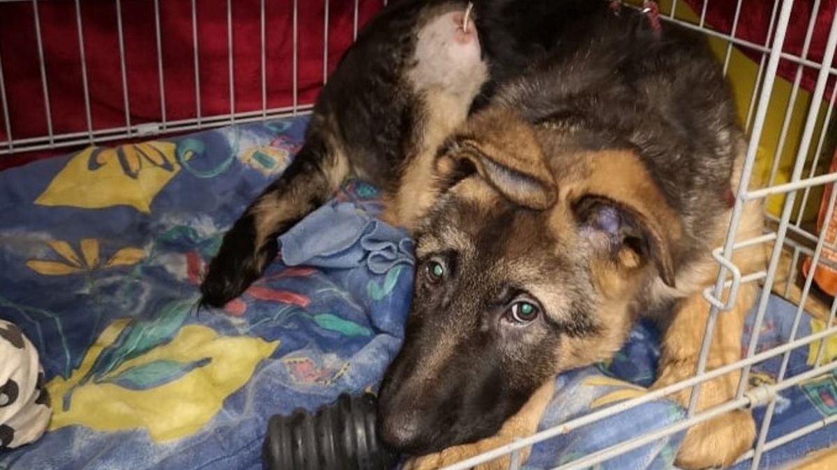 Pies odniósł wiele ran