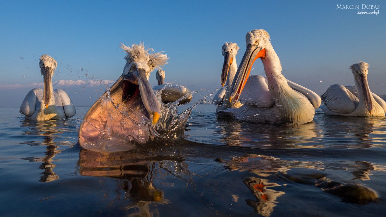 "Male plavidlo", czyli nietypowy sposób na fotografowanie pelikanów