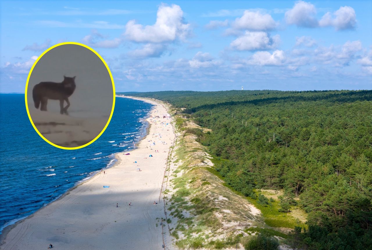 Nietypowy widok na plaży. Pojawił się w popularnym polskim kurorcie