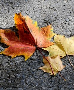 Czy wichura osłabnie? Prognoza pogody na weekend