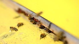 Zapachy, które odstraszają pszczoły i osy. Naturalne sposoby (WIDEO)