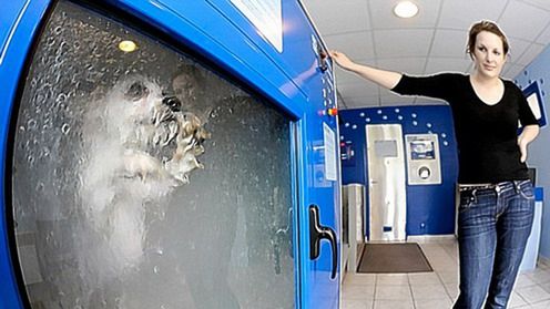 Od dzisiaj możesz wyprać swojego psa! 1