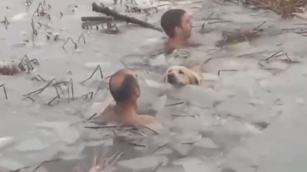 Funkcjonariusze uratowali psa 