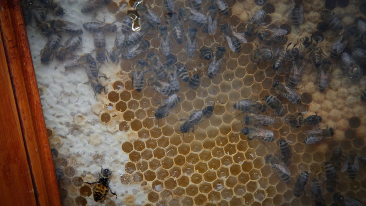 W 2023 r. Polacy spożyli średnio 1 kg miodu 