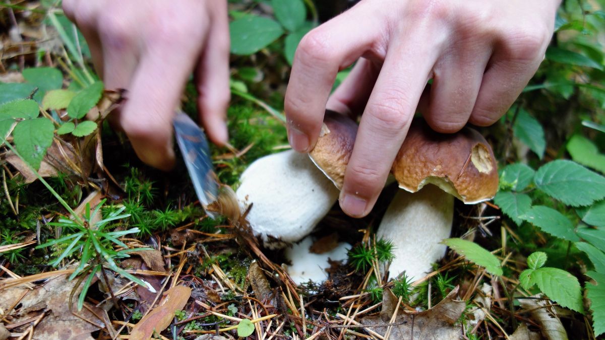 Tegoroczny sezon grzybowy rozpoczął się rekordowo wcześnie